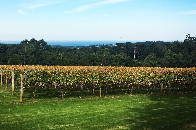 Yarra Valley Wine Tour inc lunch with a glass of wine, tastings and chocolate - Who Will Love This Tour?