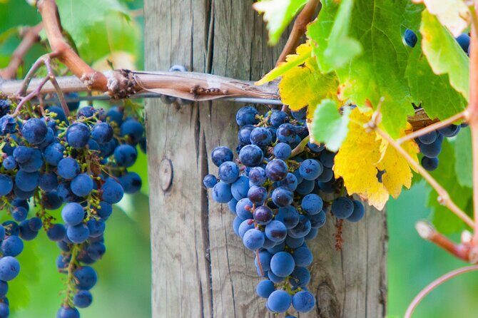 Yarra Valley Wine Tour inc lunch with a glass of wine, tastings and chocolate - FAQs