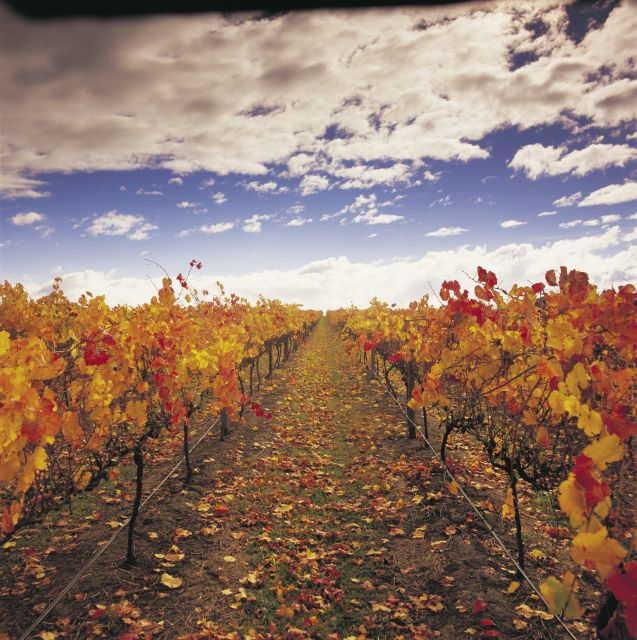 Yarra Valley: Winery Tour With Lunch at Yering Station - Pricing and Duration