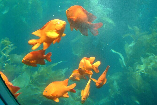 Yellow Semi-Submarine Tour of Catalina Island From Avalon - Cost and Value