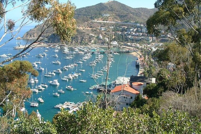Yellow Semi-Submarine Tour of Catalina Island From Avalon - Reviews and Feedback