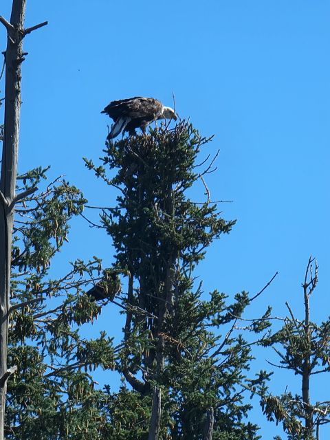 Yellowknife: Bison Highway Road Tour - Bison Sightings