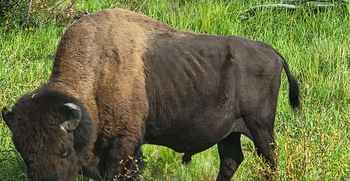 Yellowknife: Bison Highway Road Tour - Wildlife Opportunities