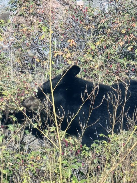 Yellowknife: Bison Highway Road Tour - Booking Details