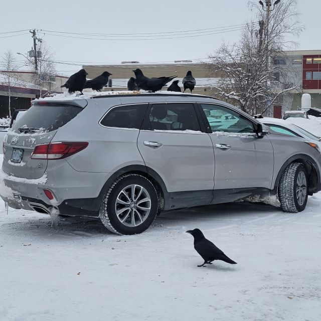 Yellowknife: Bison Highway Road Tour - Group Sizes