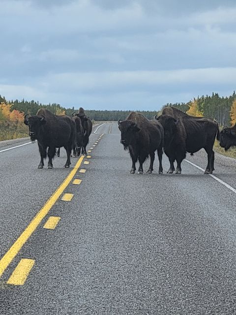 Yellowknife: Bison Highway Road Tour - Accessibility Information