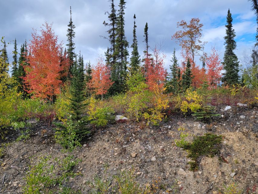 Yellowknife: Bison Highway Road Tour - Customization Options