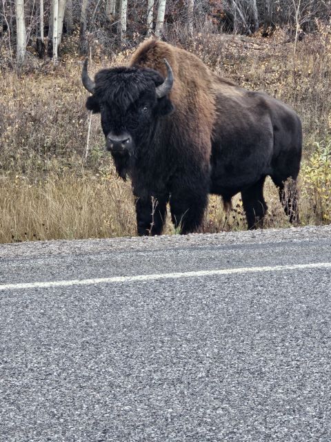 Yellowknife: Bison Highway Road Tour - Frequently Asked Questions