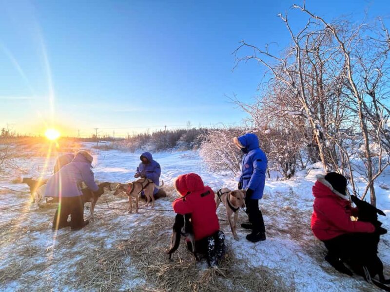 Yellowknife: Indigenous Dog Sledding Experience - Key Points