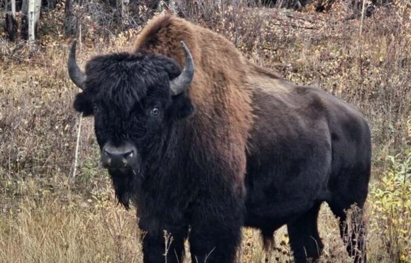 Yellowknife: Wild Bison Highway Tour - Key Points