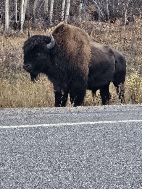 Yellowknife: Wild Bison Highway Tour - Transportation and Group Size