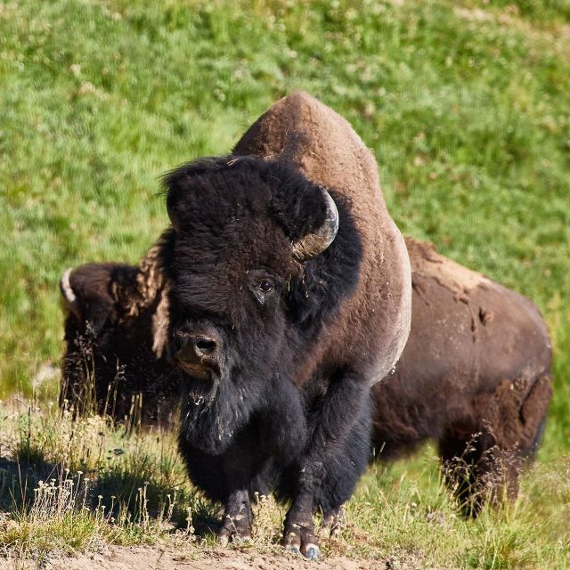 Yellowstone: Bespoke Photo Tour - Summer - Booking Information