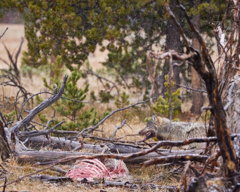 Yellowstone: Bespoke Photo Tour - Summer - Tour Description