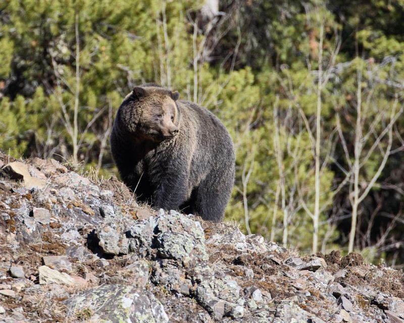 Yellowstone: Bespoke Photo Tour - Summer - Recap