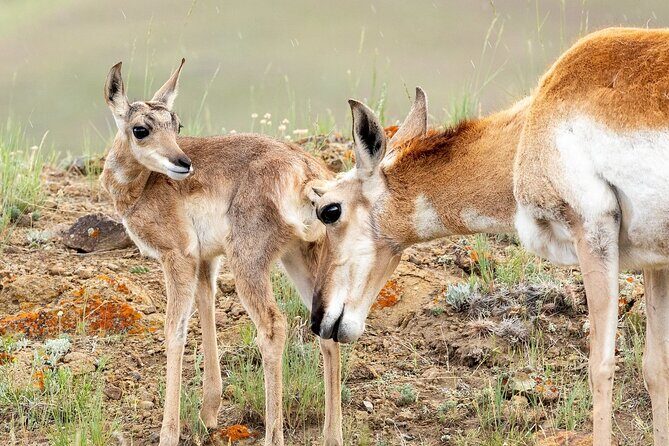 Yellowstone Day Adventure - Why Consider the Yellowstone Day Adventure?