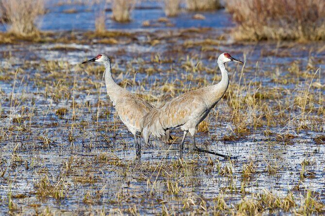 Yellowstone Day Adventure - The Real Benefits