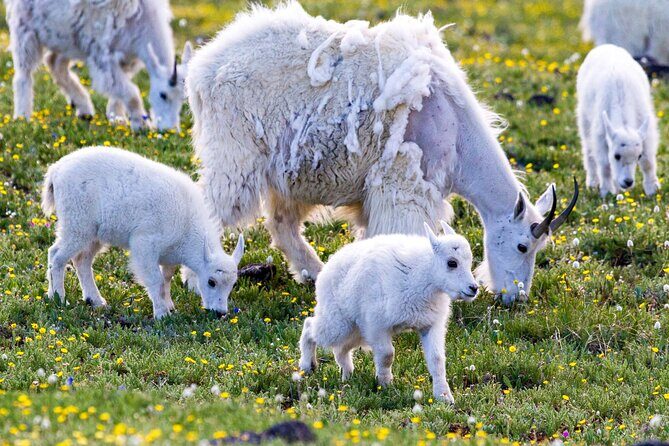 Yellowstone Day Adventure - How Does the Price Reflect Value?