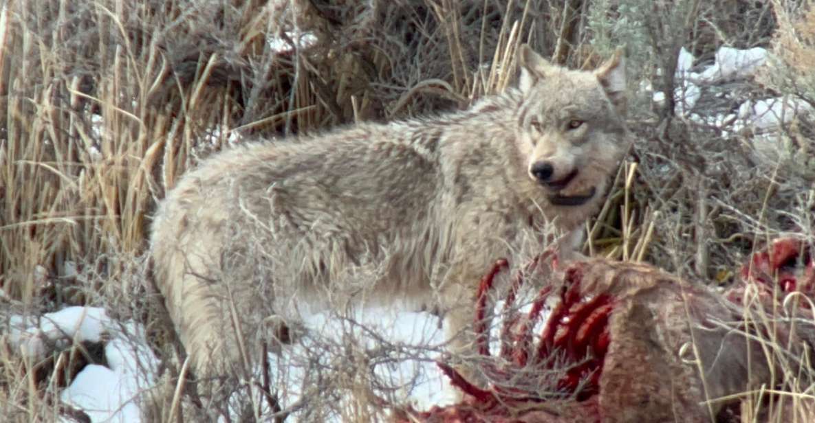 Yellowstone: Full-Day Private Guided Tour by Car With Lunch - Pricing and Inclusions