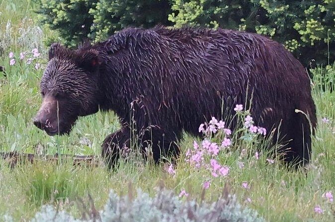 Yellowstone Full Day Tours - Frequently Asked Questions