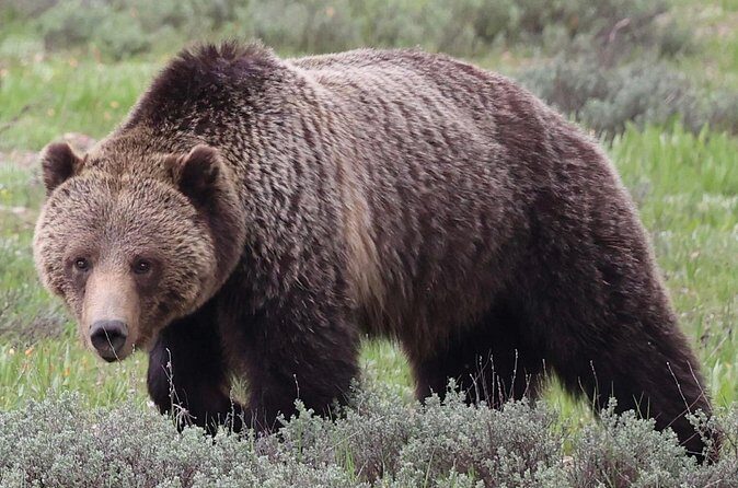 Yellowstone Full Day Tours - Final Thoughts: Is It Worth It?