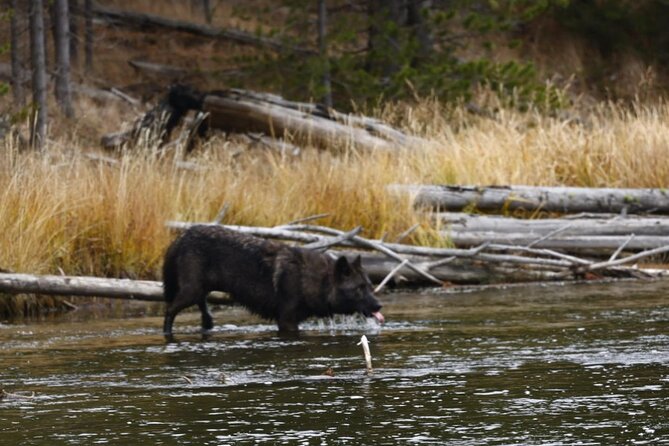 Yellowstone Full-Day Upper Loop Wildlife Adventure W/Lunch - Sum Up
