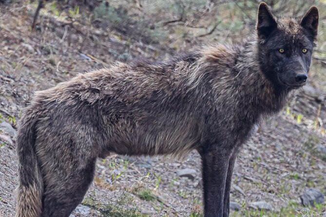 Yellowstone Full-Day Upper Loop With Wildlife Adventure W/Lunch - Pickup and Meeting Information