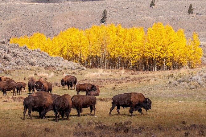 Yellowstone & Grand Teton National Parks: Small Group 4-Day Tour - About the Tour