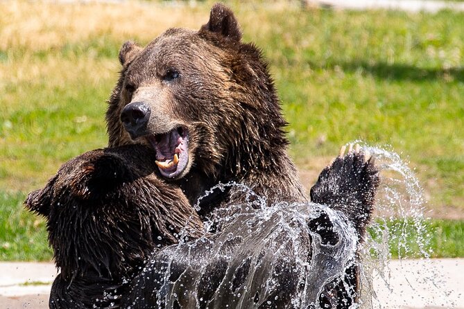 Yellowstone & Grand Teton Tour Review - Guest Reviews and Ratings