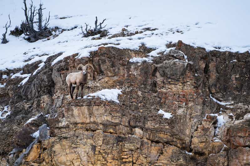 Yellowstone National Park: 3 Day Wildlife Photography Tour - Key Points