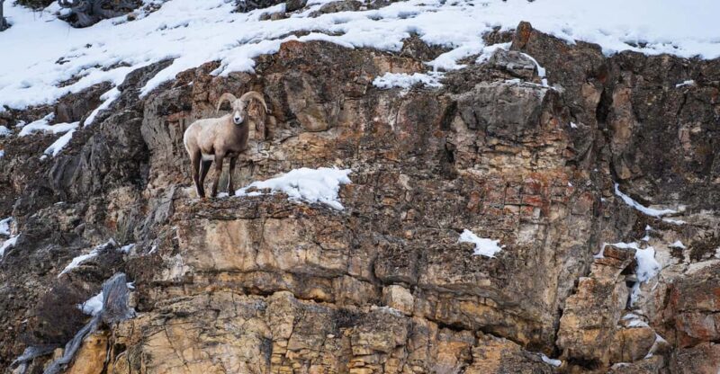 Yellowstone National Park: 3 Day Wildlife Photography Tour - Exploring Yellowstone in Winter: A Unique Photography Opportunity