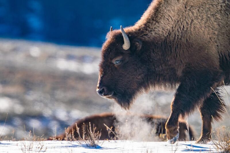 Yellowstone National Park: 3 Day Wildlife Photography Tour - The Sum Up: Who Will Love This Tour?