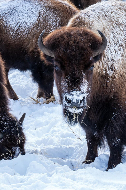 Yellowstone National Park: 3 Day Wildlife Photography Tour - FAQ