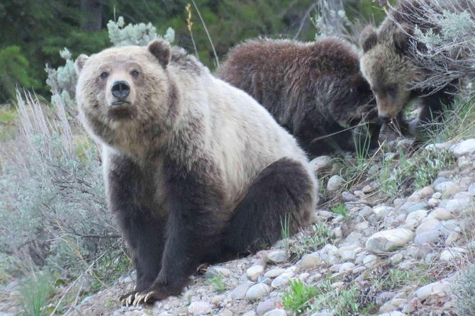 Yellowstone National Park - Full-Day Lower Loop Tour From Jackson - Wildlife Spotting Opportunities