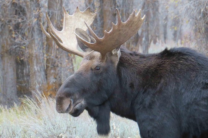 Yellowstone National Park - Full-Day Lower Loop Tour From Jackson - Inclusions and Amenities