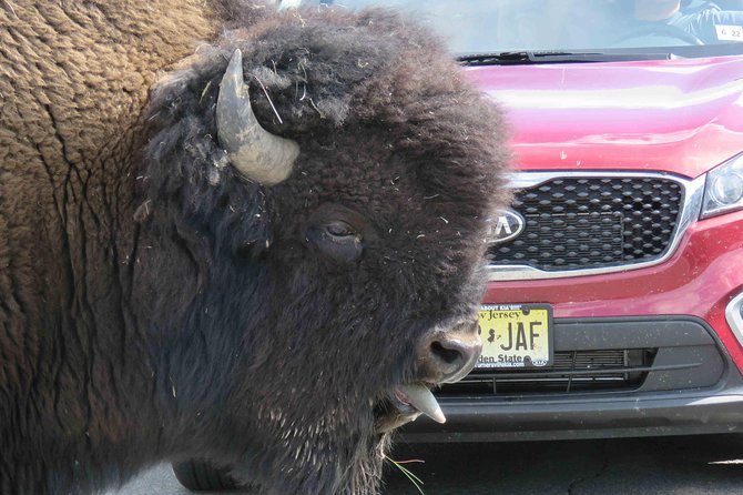 Yellowstone National Park - Full-Day Lower Loop Tour From Jackson - Customer Reviews
