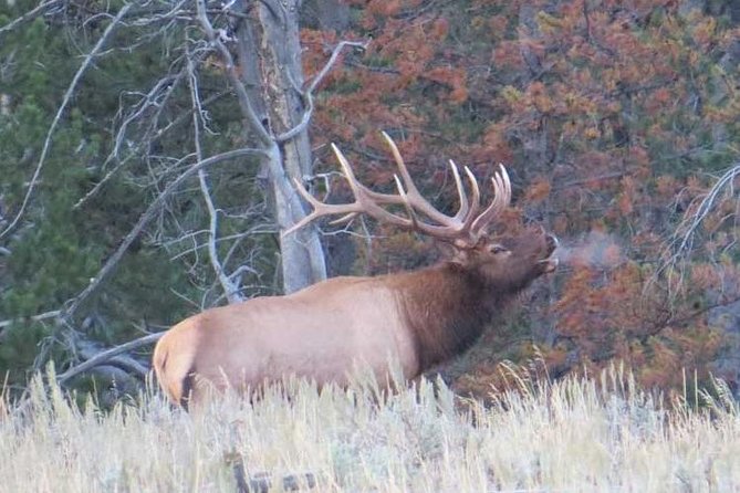 Yellowstone National Park - Full-Day Lower Loop Tour From Jackson - Frequently Asked Questions