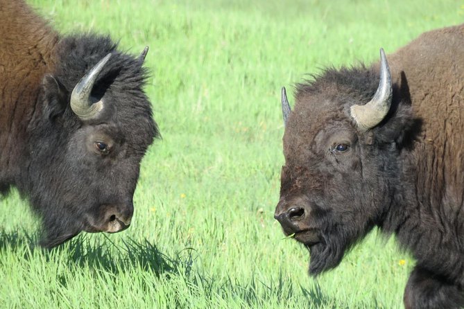 Yellowstone National Park - Full-Day Lower Loop Tour From West Yellowstone - Meeting and Pickup Details