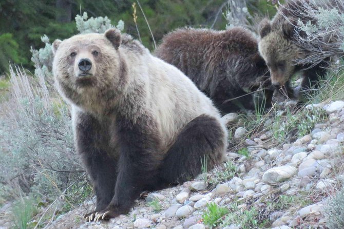 Yellowstone National Park - Full-Day Lower Loop Tour From West Yellowstone - Guide Expertise and Experience