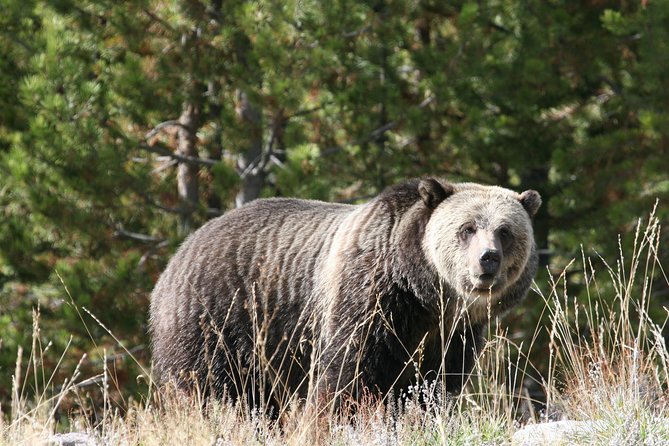 Yellowstone National Park - Full-Day Lower Loop Tour From West Yellowstone - Tips for an Enjoyable Tour