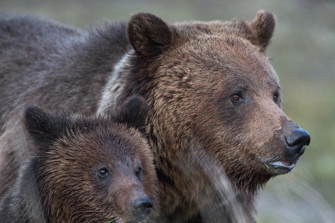 Yellowstone National Park Group Tour - Pickup and Logistics