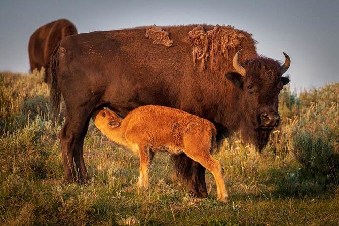 Yellowstone National Park Group Tour - Who Will Enjoy This Tour Most?