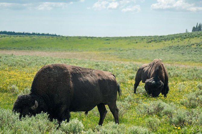 Yellowstone National Park Group Tour - FAQ