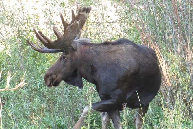 Yellowstone National Park - PRIVATE Full-Day Lower Loop Tour From Jackson Hole - Booking Information