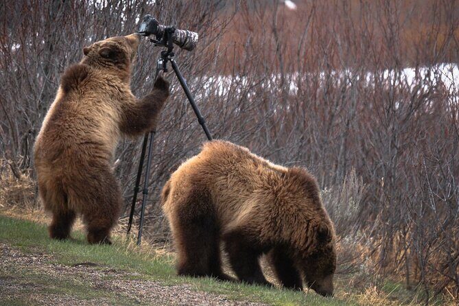 Yellowstone National Park Private Wildlife Tour - Key Points