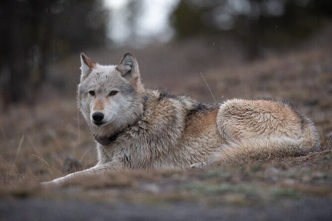 Yellowstone National Park Private Wildlife Tour - What Makes This Tour Stand Out?