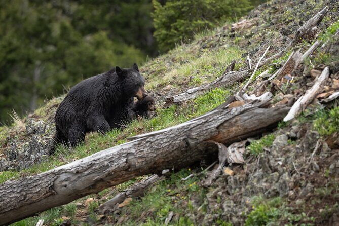 Yellowstone National Park Private Wildlife Tour - Practical Considerations