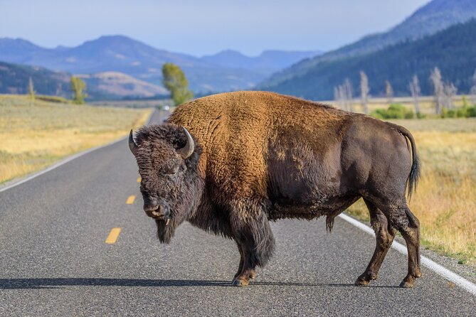 Yellowstone National Park Tour From Jackson Hole - Booking Information