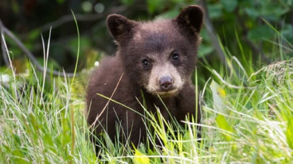 Yellowstone: Old Faithful, Waterfalls, and Wildlife Day Tour - Observe Yellowstone Wildlife