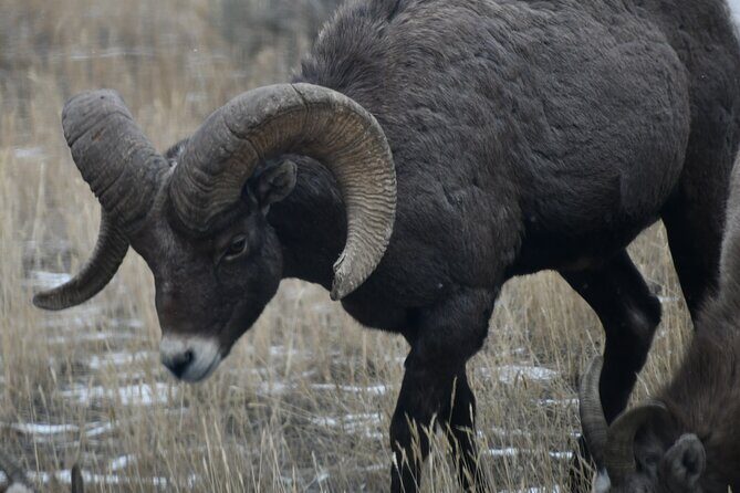 Yellowstone Park Private Day Trip from Big Sky - Full or Half Day - The Sum Up