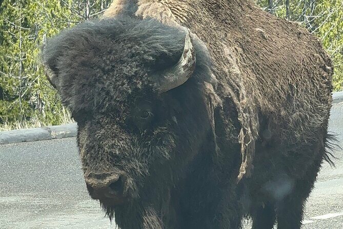 Yellowstone Private Tour - Authentic Experiences and Genuine Insights